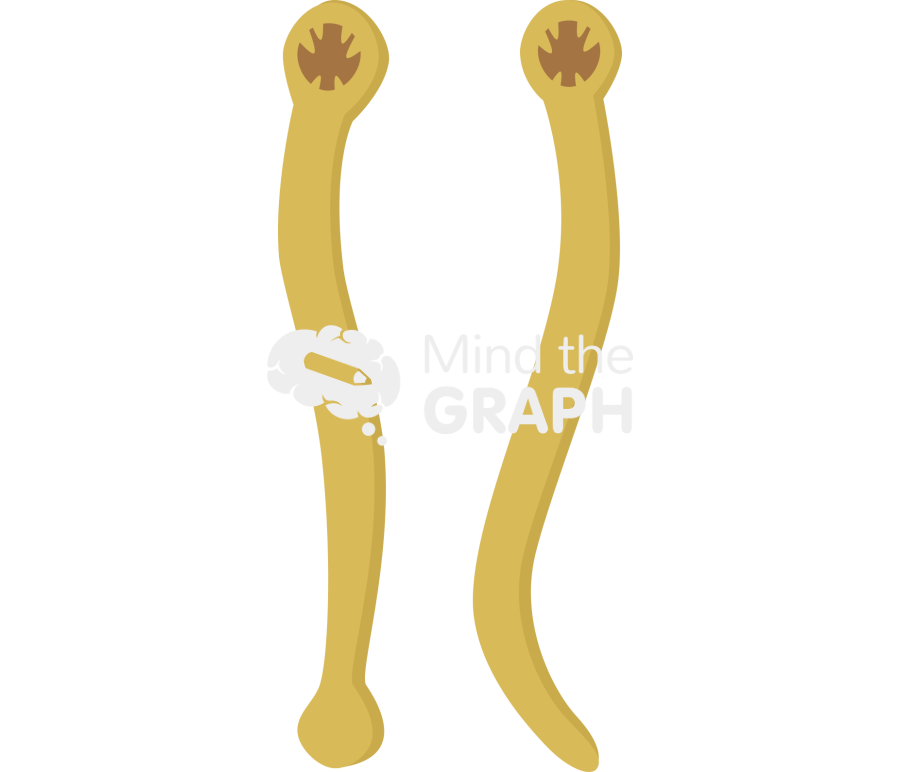 Ancylostoma adults Icons, Symbols, Pictures, and Images