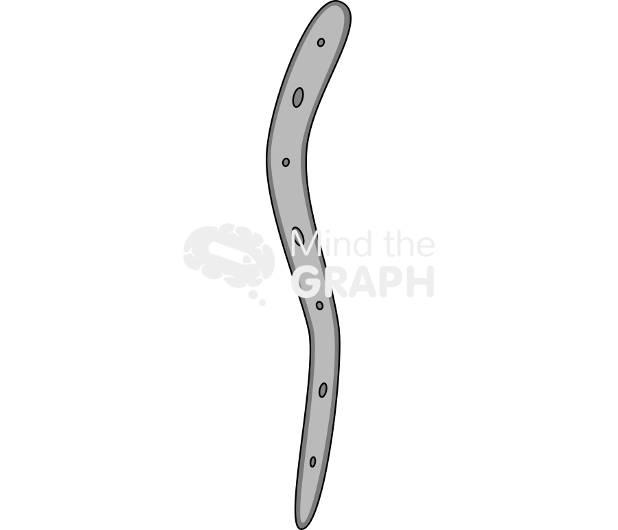 Ancylostoma filaform larvae Icons, Symbols, Pictures, and Images