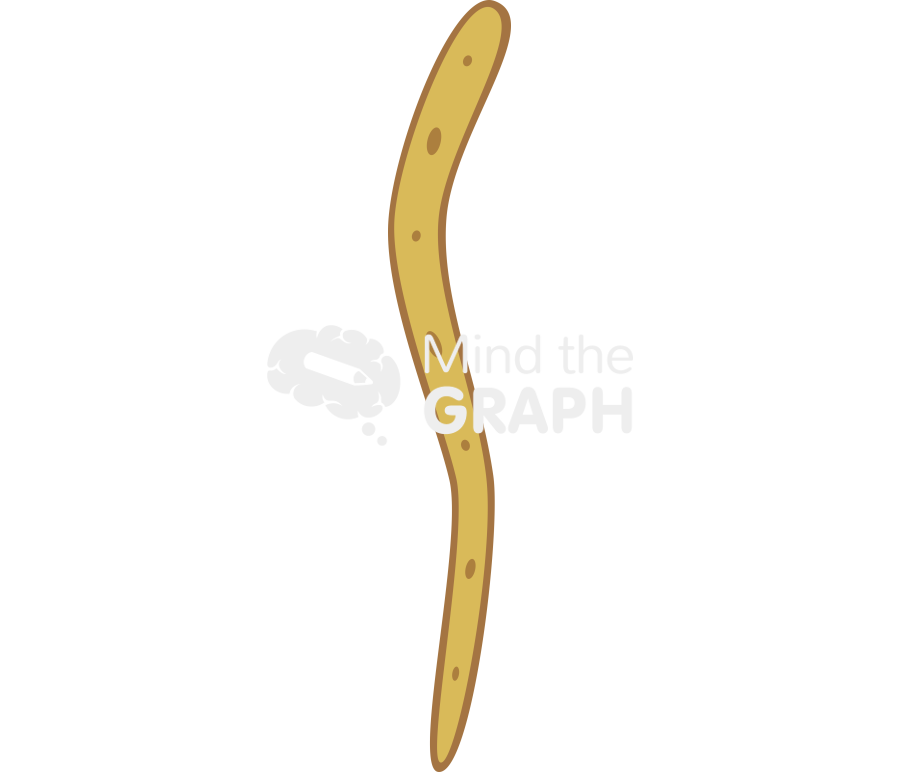 Ancylostoma filaform larvae Icons, Symbols, Pictures, and Images