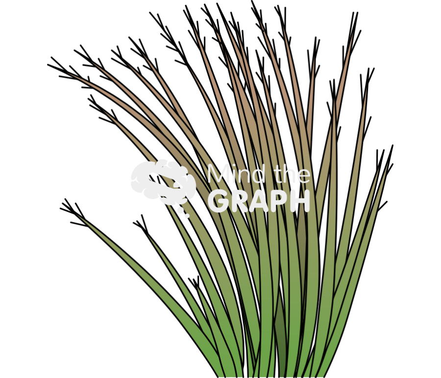 Andropogon virginicus plant Icons, Symbols, Pictures, and Images