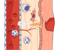 Angiogenesis blood tissue process 2 Icons, Symbols, Pictures, and Images