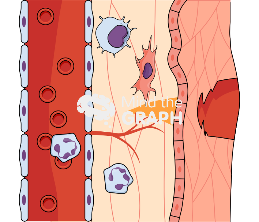 Angiogenesis blood tissue process 2 Icons, Symbols, Pictures, and Images
