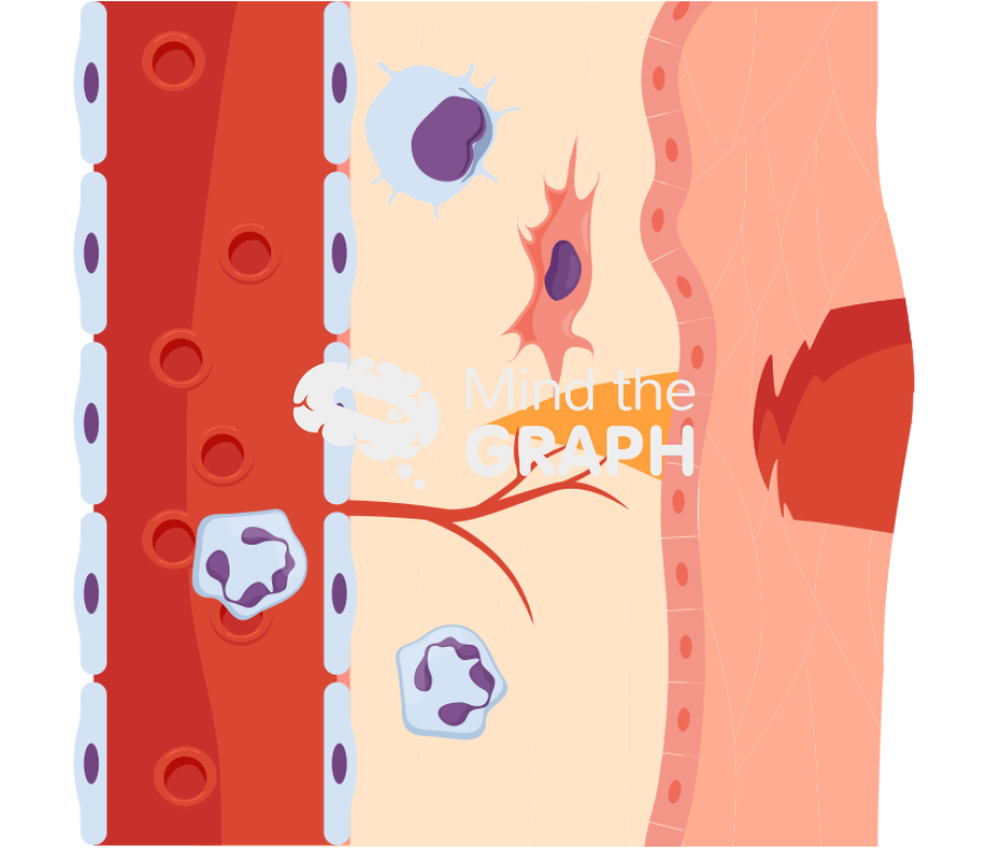 Angiogenesis blood tissue process 2 Icons, Symbols, Pictures, and Images