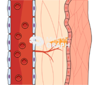 Angiogenesis blood tissue process 3 Icons, Symbols, Pictures, and Images