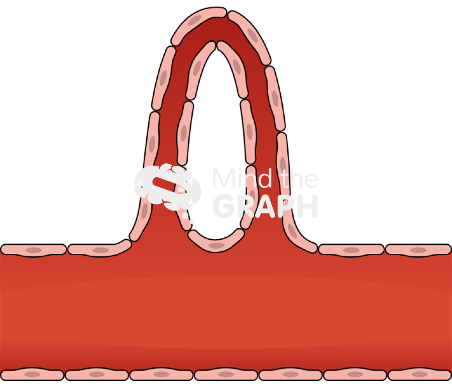 Angiogenesis loop formation longitudinal cut Icons, Symbols, Pictures, and Images