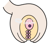 Angiosperm fecundation 1 Icons, Symbols, Pictures, and Images