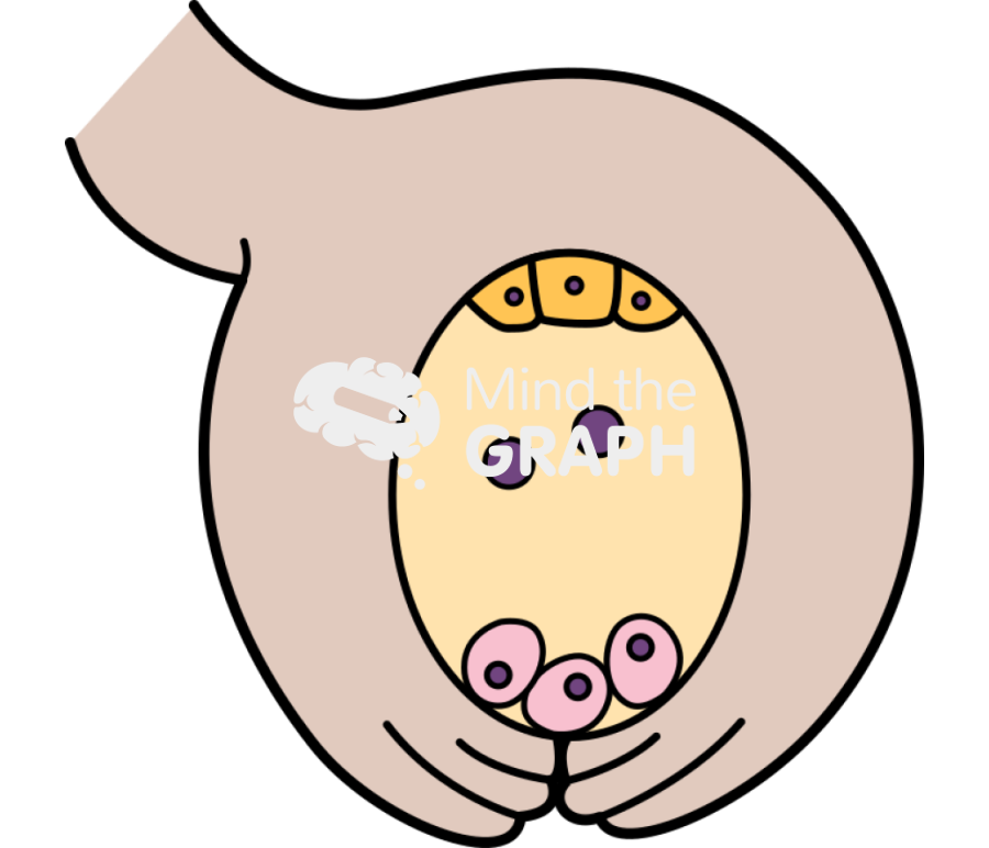 Angiosperm fecundation 2 Icons, Symbols, Pictures, and Images