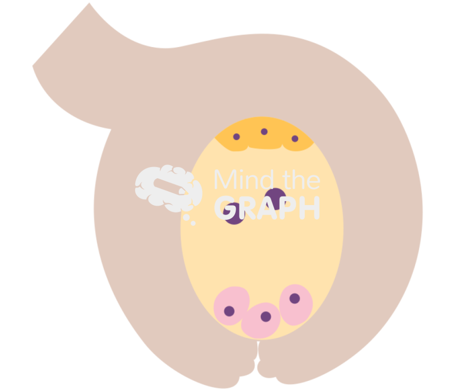 Angiosperm fecundation 2 Icons, Symbols, Pictures, and Images