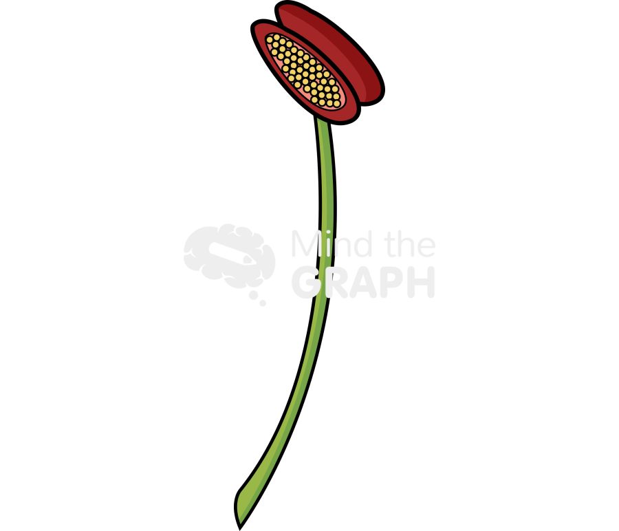 Angiosperm microsporangium Icons, Symbols, Pictures, and Images