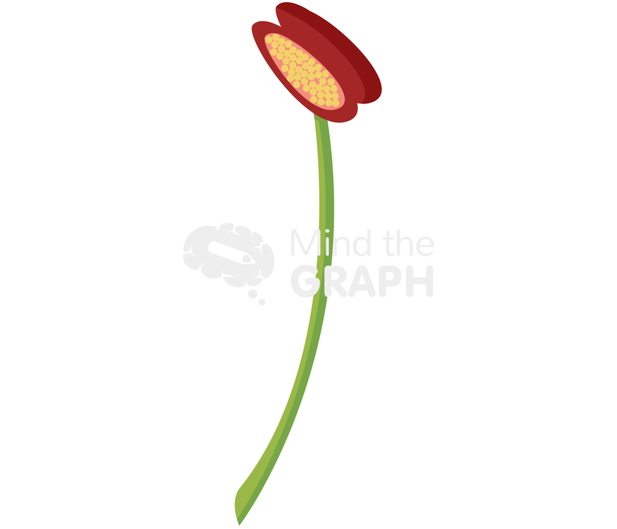 Angiosperm microsporangium Icons, Symbols, Pictures, and Images