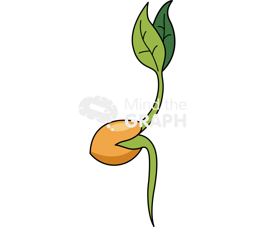 Angiosperm seeding Icons, Symbols, Pictures, and Images