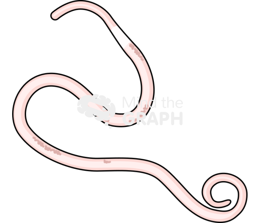 Anisakis larvaepegreffii larvae Icons, Symbols, Pictures, and Images