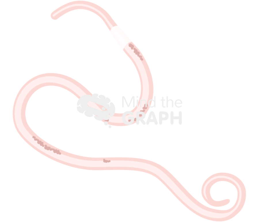 Anisakis larvaepegreffii larvae Icons, Symbols, Pictures, and Images