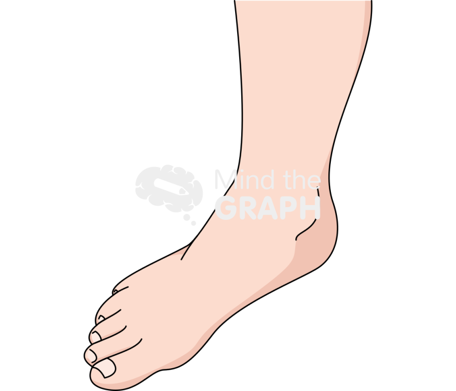 Ankle abduction fair Icons, Symbols, Pictures, and Images