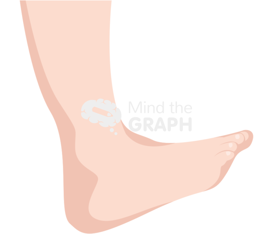 Ankle dorsiflexion fair Icons, Symbols, Pictures, and Images