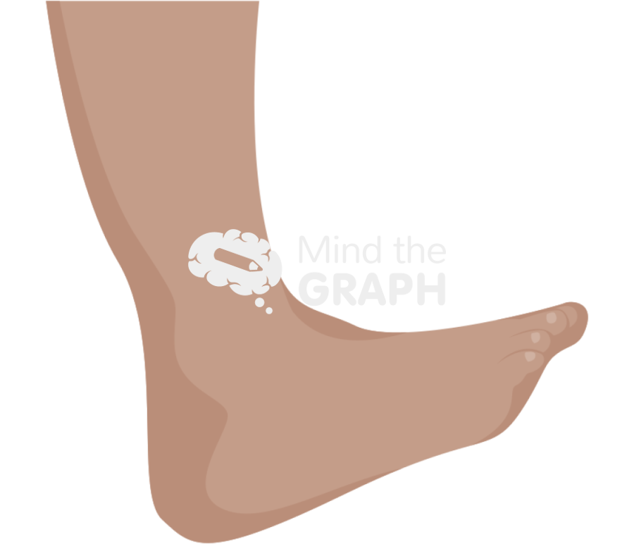 Ankle dorsiflexion olive Icons, Symbols, Pictures, and Images