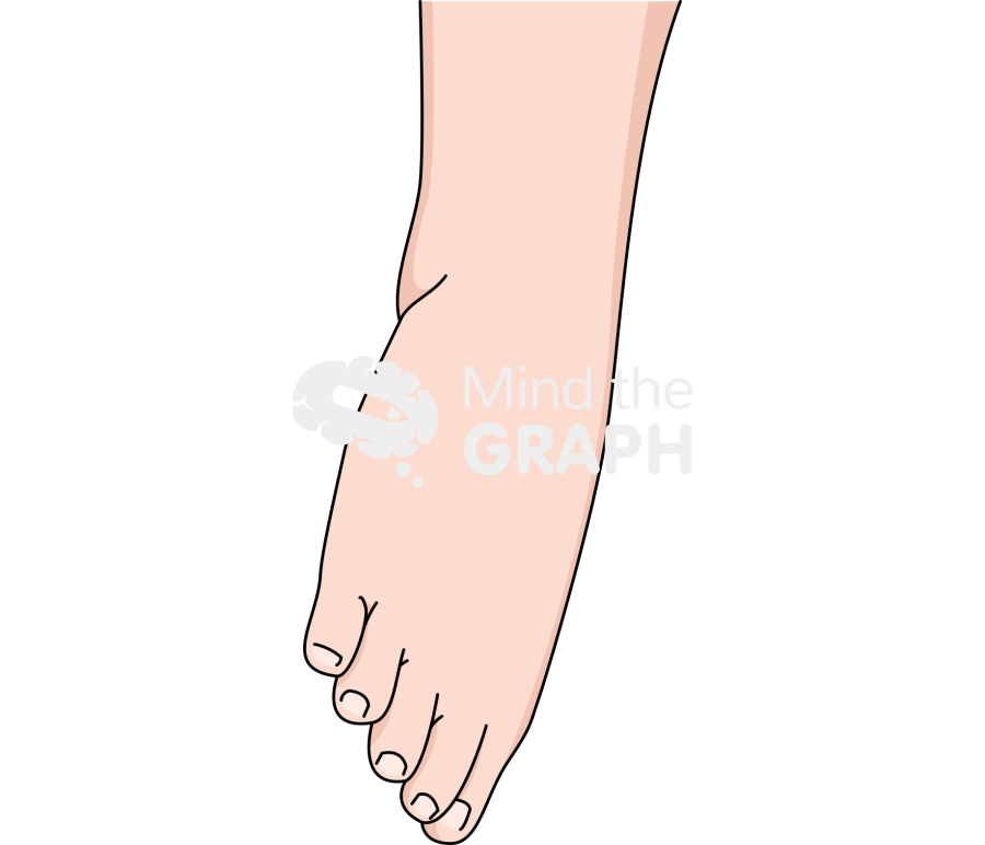 Ankle eversion fair Icons, Symbols, Pictures, and Images