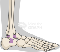 Ankle normal lateral body Icons, Symbols, Pictures, and Images