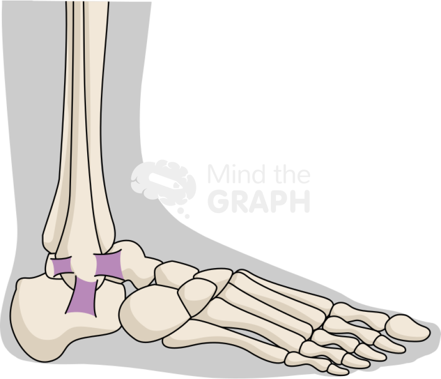 Ankle normal lateral body Icons, Symbols, Pictures, and Images