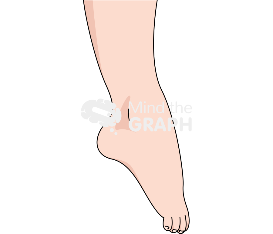 Ankle plantarflexion fair Icons, Symbols, Pictures, and Images