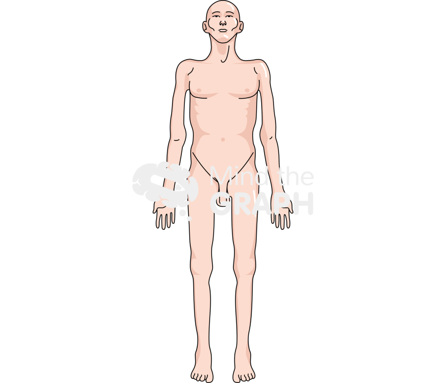 Anorexia cachexia muscle loss male front asiatic Icons, Symbols, Pictures, and Images