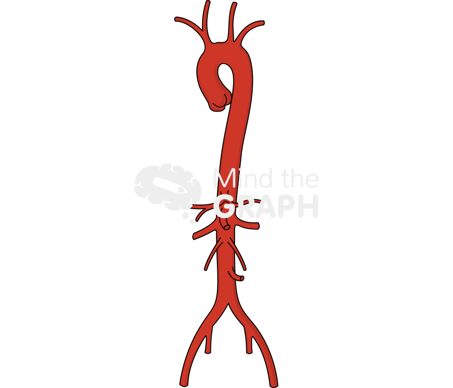 Aorta Icons, Symbols, Pictures, and Images