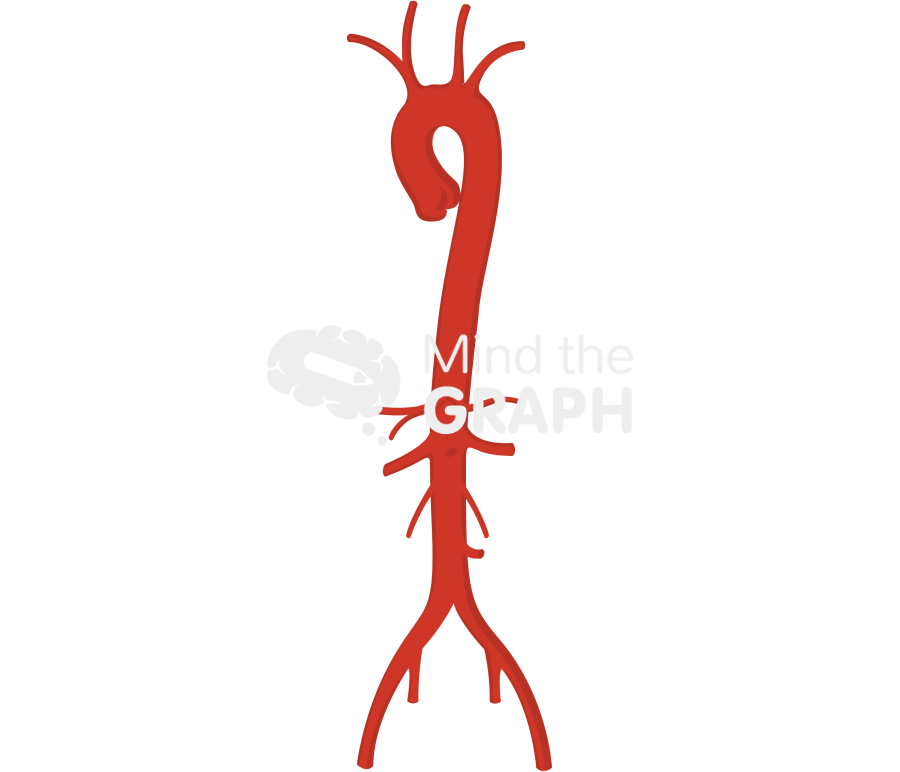 Aorta Icons, Symbols, Pictures, and Images