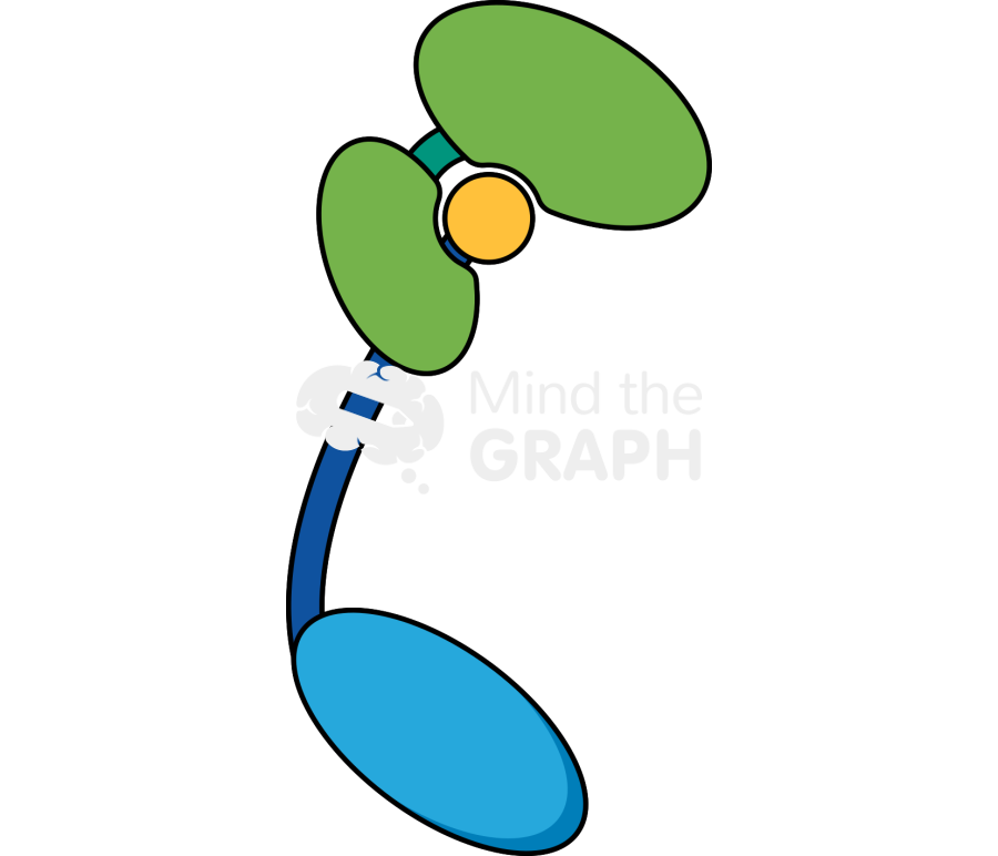 Apaf apoptosis protease activating factor 1 Icons, Symbols, Pictures, and Images