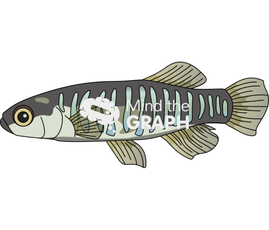 Aphanius fasciatus Icons, Symbols, Pictures, and Images