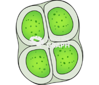 Aphanothece microscopica 2 - Edit and Customize Icons of Aphanothece microscopica 2 Aphanothece microscopica 2 Icons, Symbols, Pictures, and Images