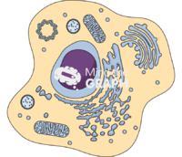 Apoptosis cell 1 Icons, Symbols, Pictures, and Images