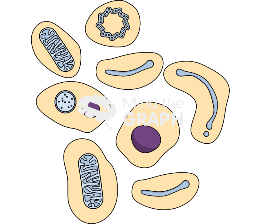 Apoptosis cell 3 Icons, Symbols, Pictures, and Images