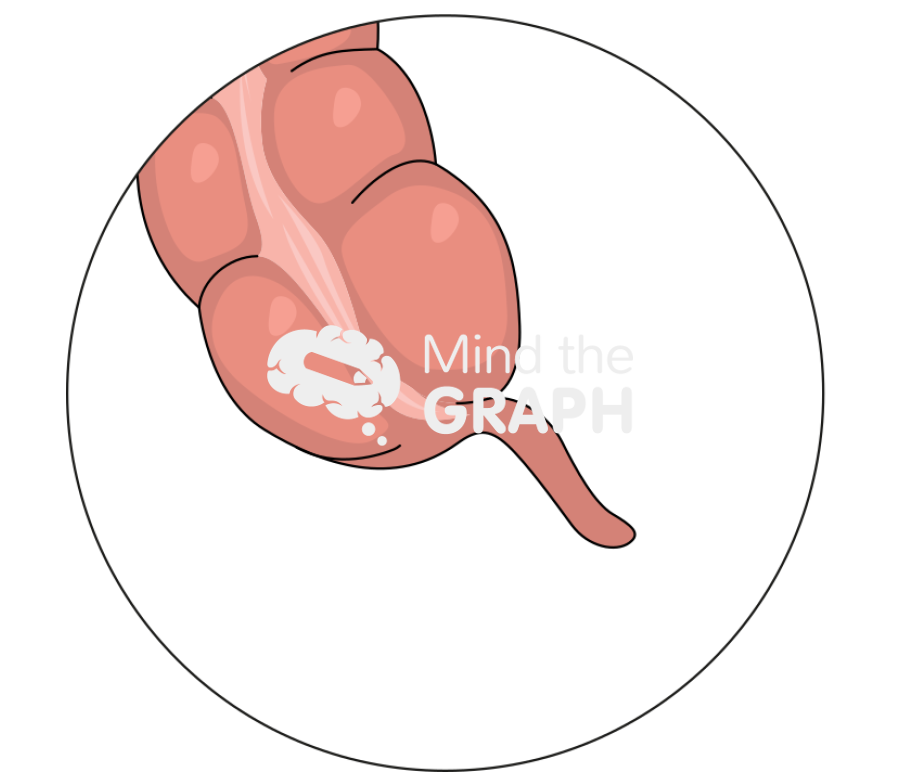 Appendix zoom Icons, Symbols, Pictures, and Images