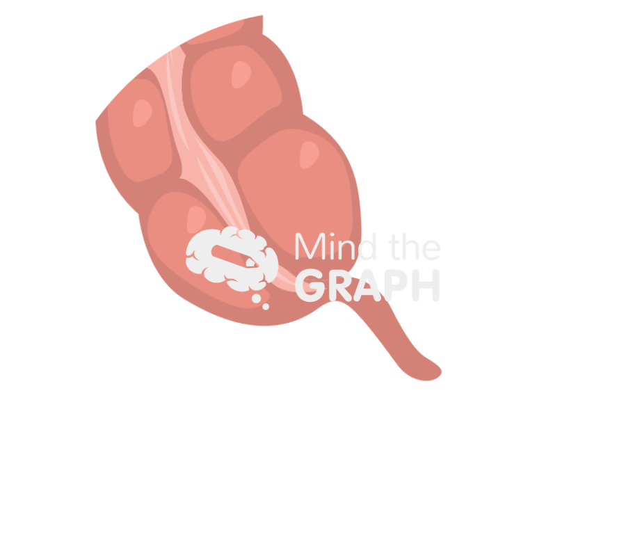 Appendix zoom Icons, Symbols, Pictures, and Images