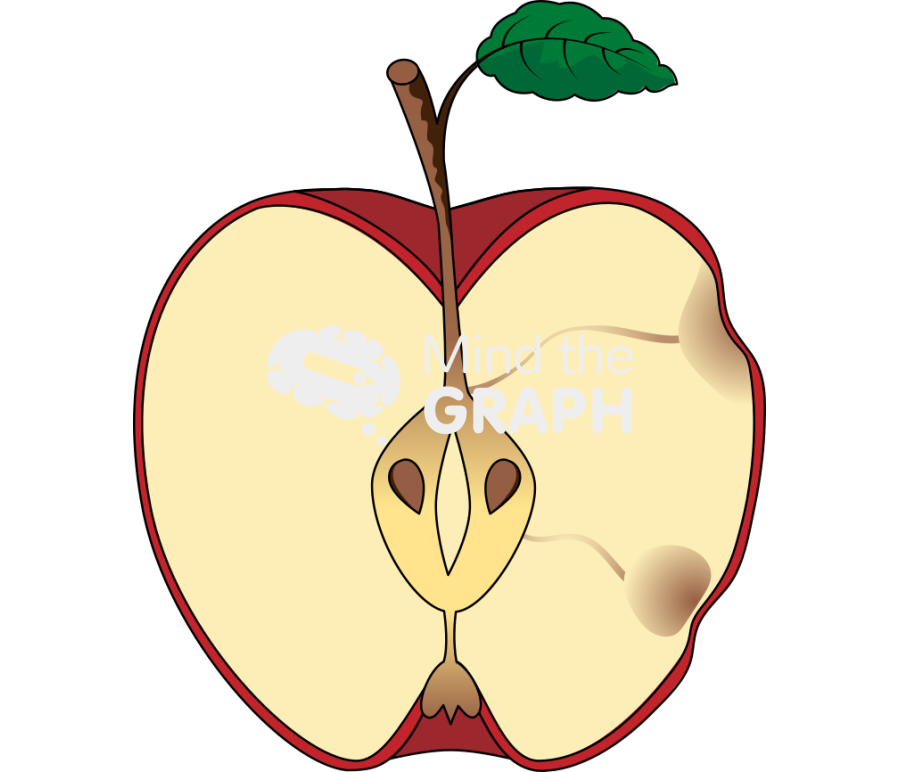 Apple open red with cork spot physiological disorder cspd Icons, Symbols, Pictures, and Images