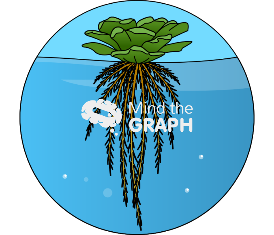 Aquatic root water zoom Icons, Symbols, Pictures, and Images