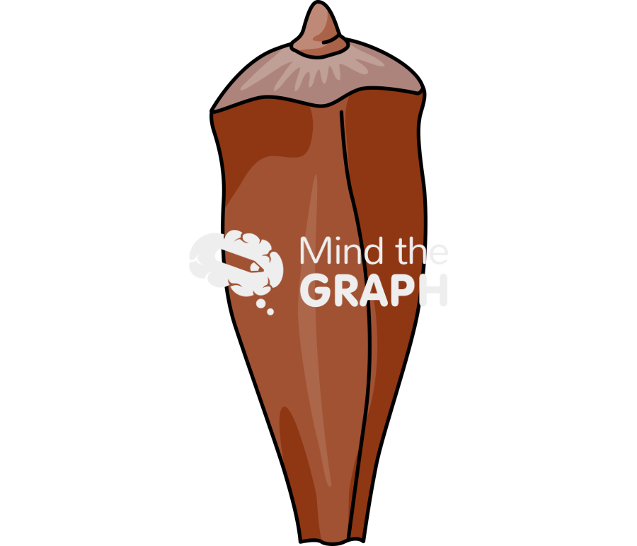 Araucaria pine nut Icons, Symbols, Pictures, and Images