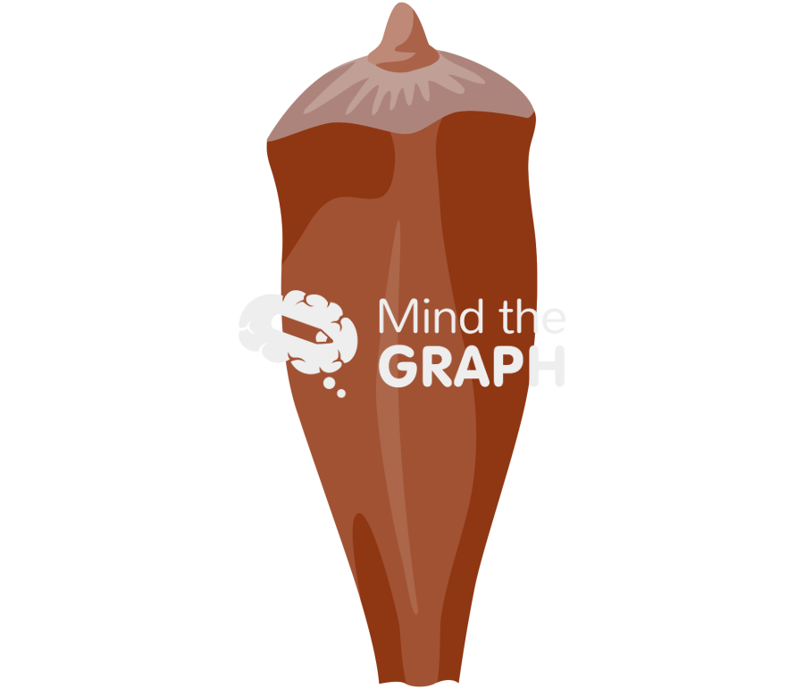 Araucaria pine nut Icons, Symbols, Pictures, and Images