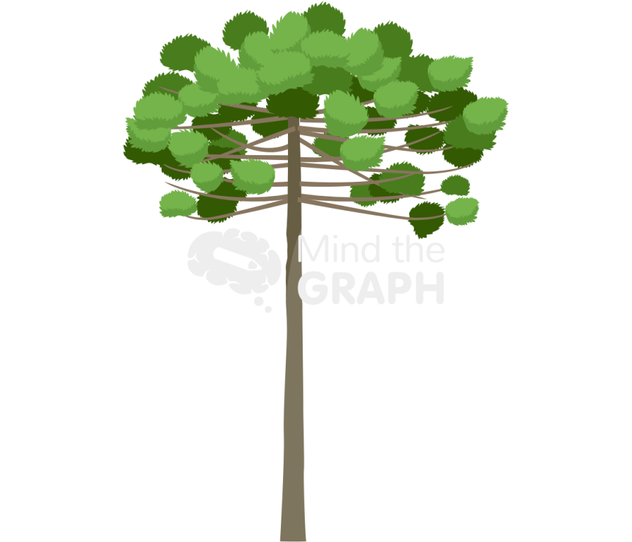 Araucaria tree 2 Icons, Symbols, Pictures, and Images