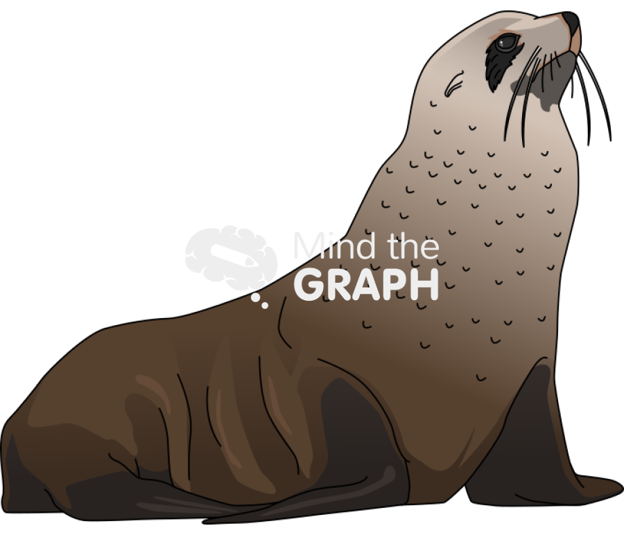 Arctocephalus gazella antarctic fur seal pinniped Icons, Symbols, Pictures, and Images