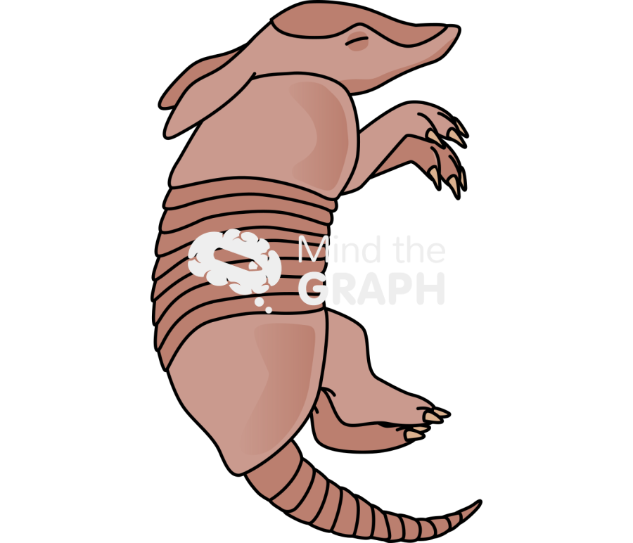 Armadillo pup lateral Icons, Symbols, Pictures, and Images