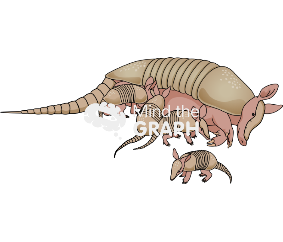 Armadillo pups Icons, Symbols, Pictures, and Images