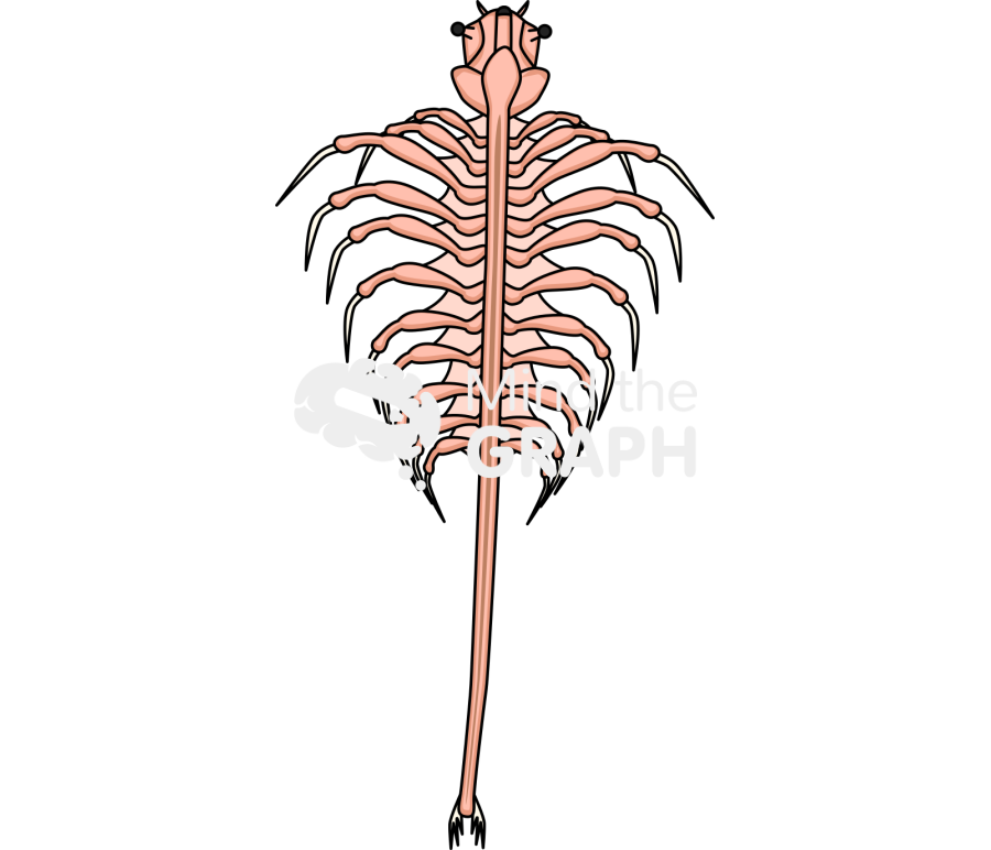 Artemia salina