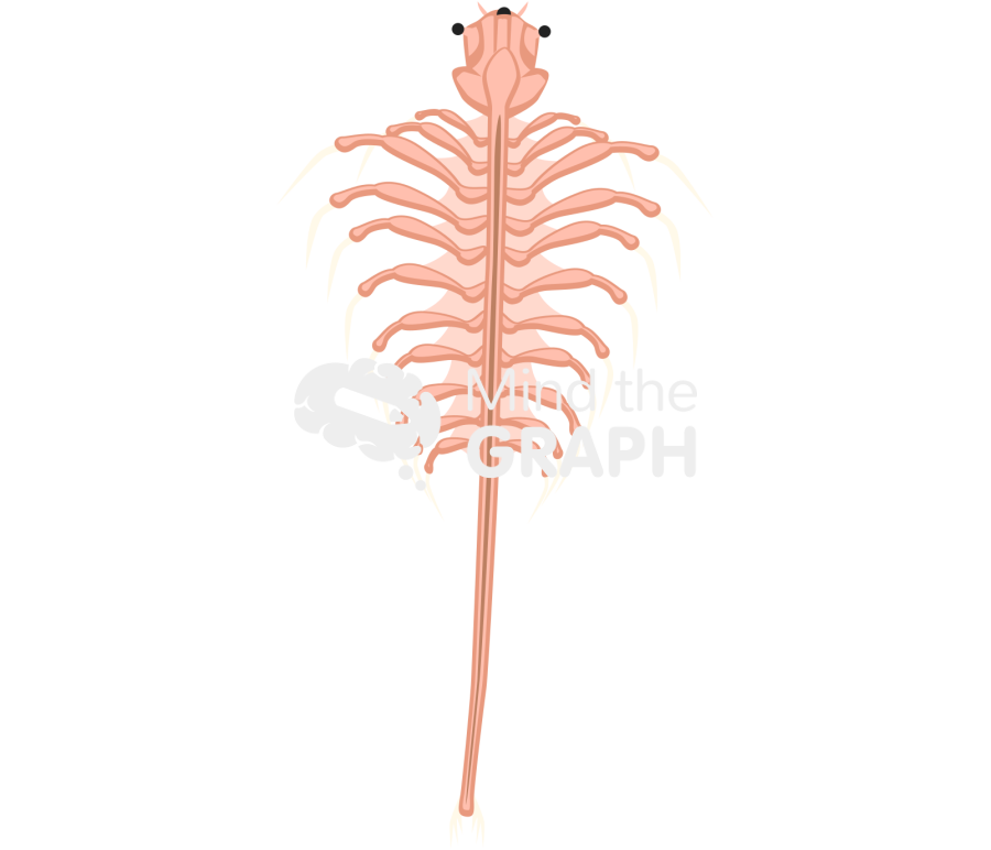 Artemia salina Icons, Symbols, Pictures, and Images