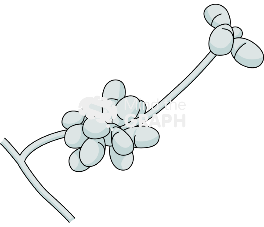 Arthrobotrys oligospora Icons, Symbols, Pictures, and Images