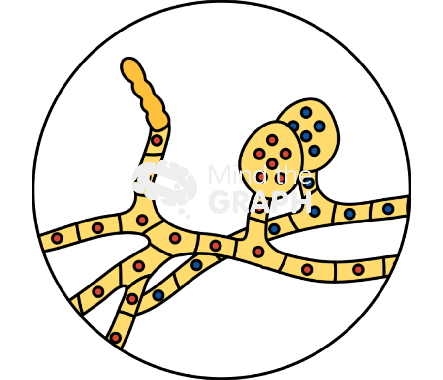 Ascopore mating type Icons, Symbols, Pictures, and Images