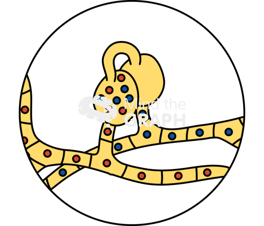 Ascopore plasmogamy Icons, Symbols, Pictures, and Images