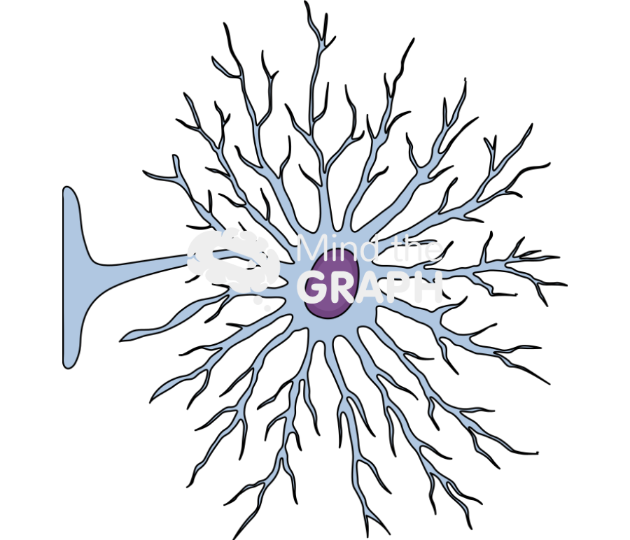 Astrocyte endfeet Icons, Symbols, Pictures, and Images