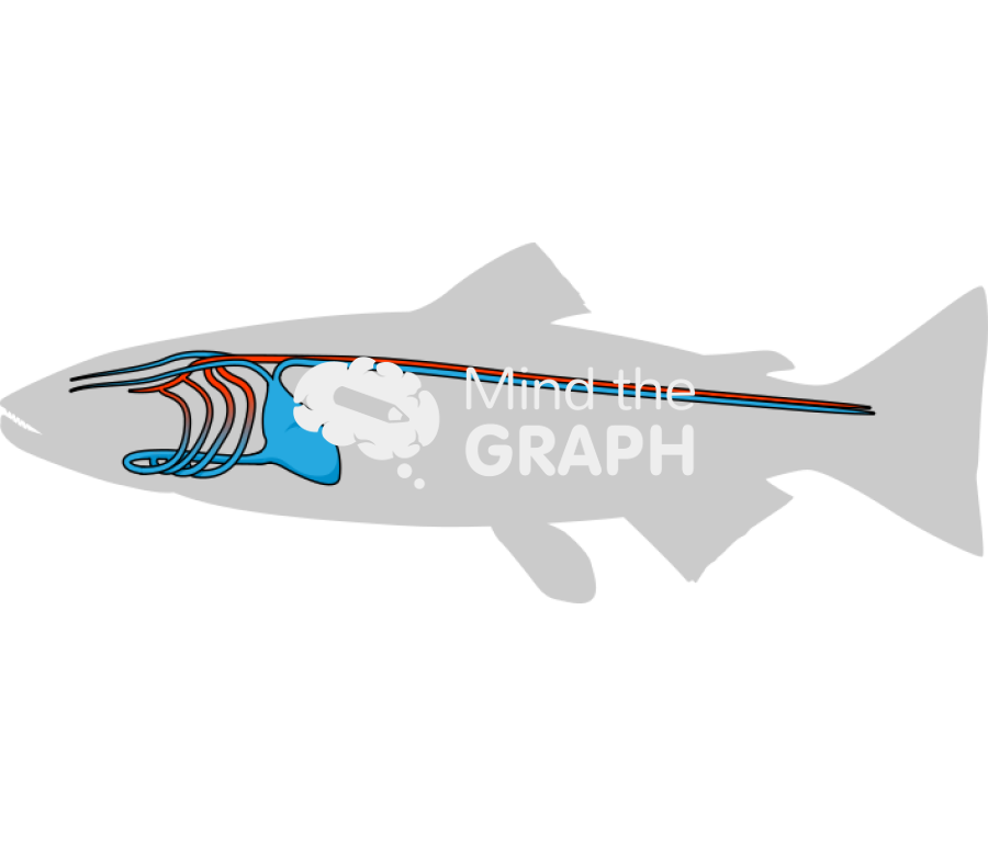Atlantic salmon circulatory system body Icons, Symbols, Pictures, and Images