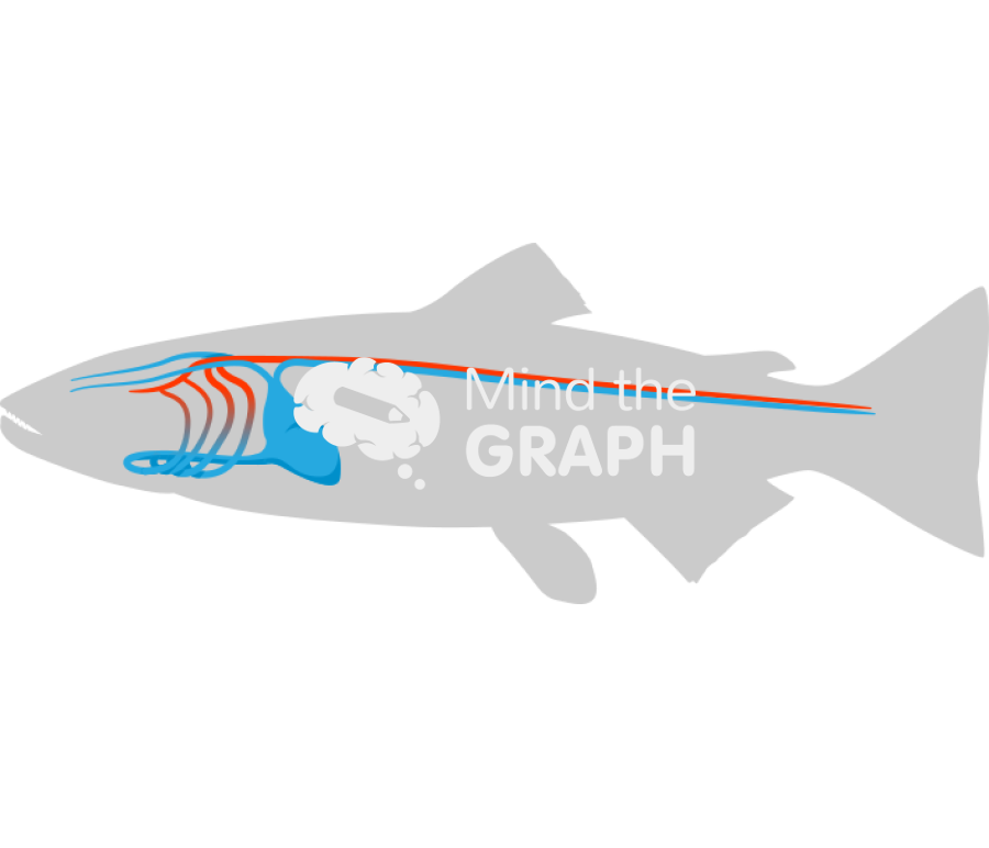 Atlantic salmon circulatory system body Icons, Symbols, Pictures, and Images